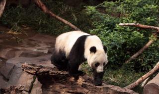 野生大熊猫倒立撒尿