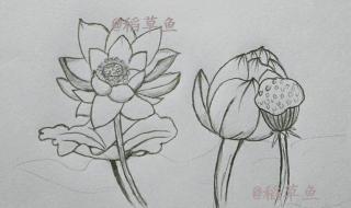 简笔画荷花图片大全 简笔画荷花图片大全