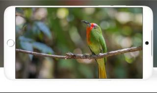 苹果屏幕上的小圆点 苹果屏幕上的小圆点