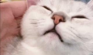 秃崽不是坏女人 秃崽不是坏女人