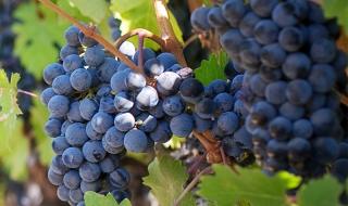 甜蜜蓝宝石葡萄苗 甜蜜蓝宝石葡萄苗