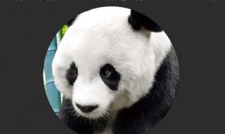 熊猫的作文 熊猫的作文