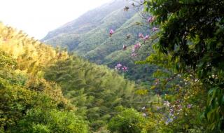 三叠井森林公园 三叠井森林公园