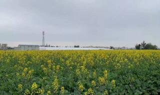 珠海莲洲油菜花