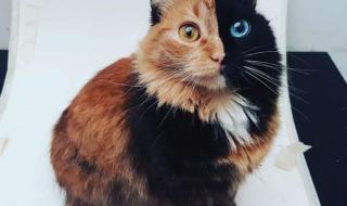 怎样画警察抓小偷 怎样画警察抓小偷