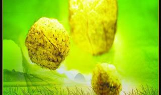 金色的草地教学设计