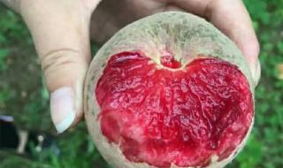 朱砂是哪里的特产