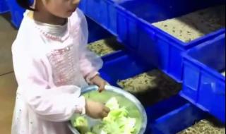 蛋白虫养殖是真的吗 蛋白虫养殖是真的吗